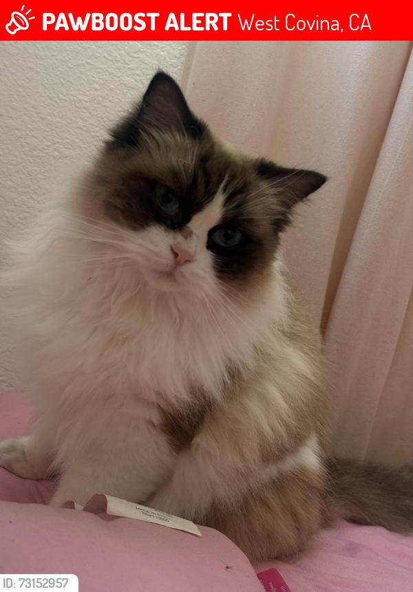 Lost Female Cat last seen Near e barbara ave, West Covina, CA 91790