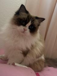 Lost Female Cat last seen Near e barbara ave, West Covina, CA 91790