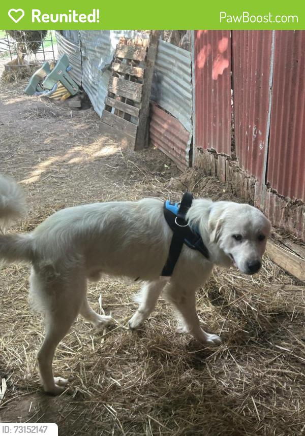 Reunited Male Dog last seen Rockett Texas, Waxahachie, TX 75165