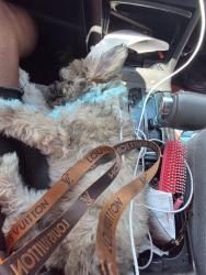 Found/Stray Female Dog last seen Bareballey road, Spring Valley Lake, CA 92395