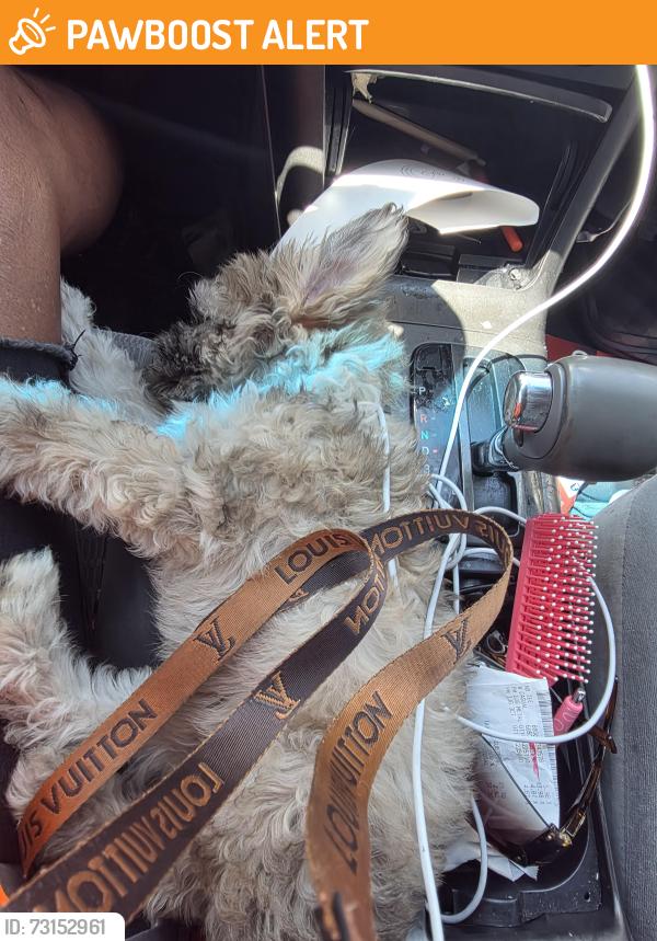 Found/Stray Female Dog last seen Bareballey road, Spring Valley Lake, CA 92395