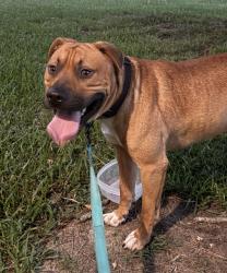 Found/Stray Male Dog last seen Montclair Neighborhood, Fayetteville, NC 28304
