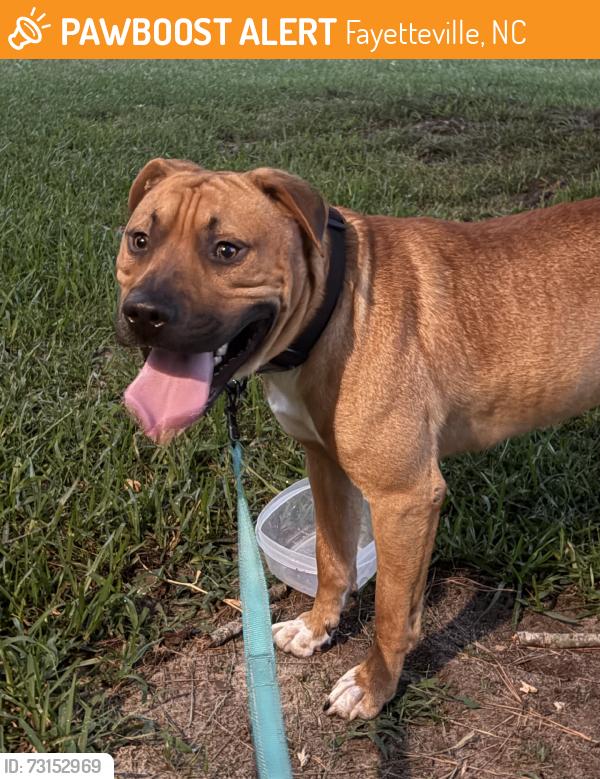 Found/Stray Male Dog last seen Montclair Neighborhood, Fayetteville, NC 28304