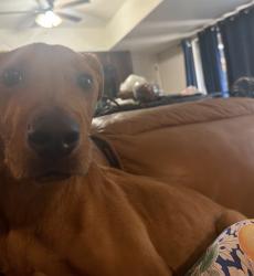 Found/Stray Male Dog last seen Subway/Mcdonalds area, San Antonio, TX 78242