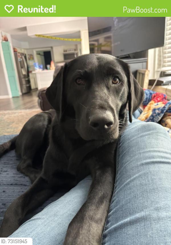 Reunited Female Dog last seen Munson, Monroe, MI 48162