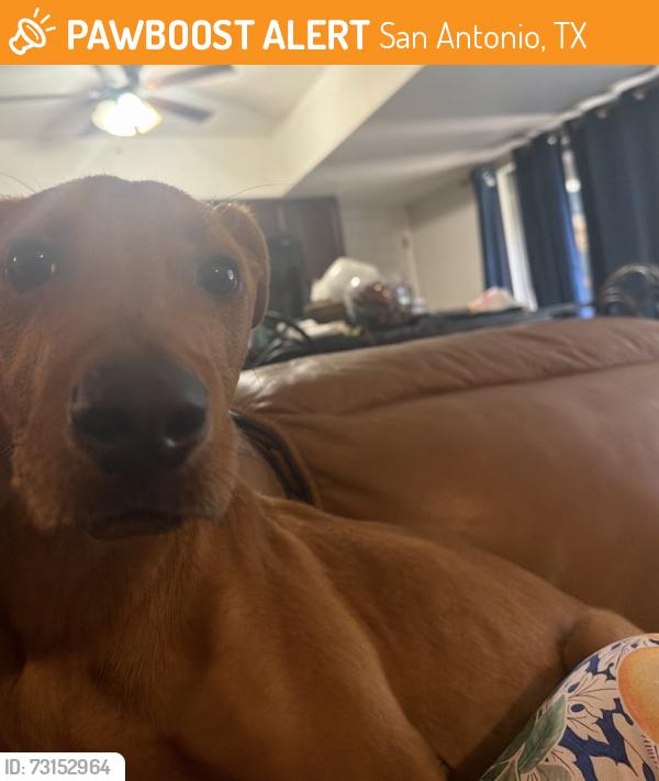 Found/Stray Male Dog last seen Subway/Mcdonalds area, San Antonio, TX 78242
