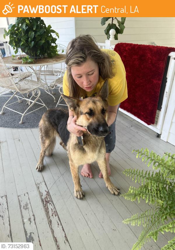 Found/Stray Female Dog last seen Dyer Road, Central, LA 70714