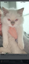 Lost Male Cat last seen The old sugar mill on 119, Longmont, CO 80501