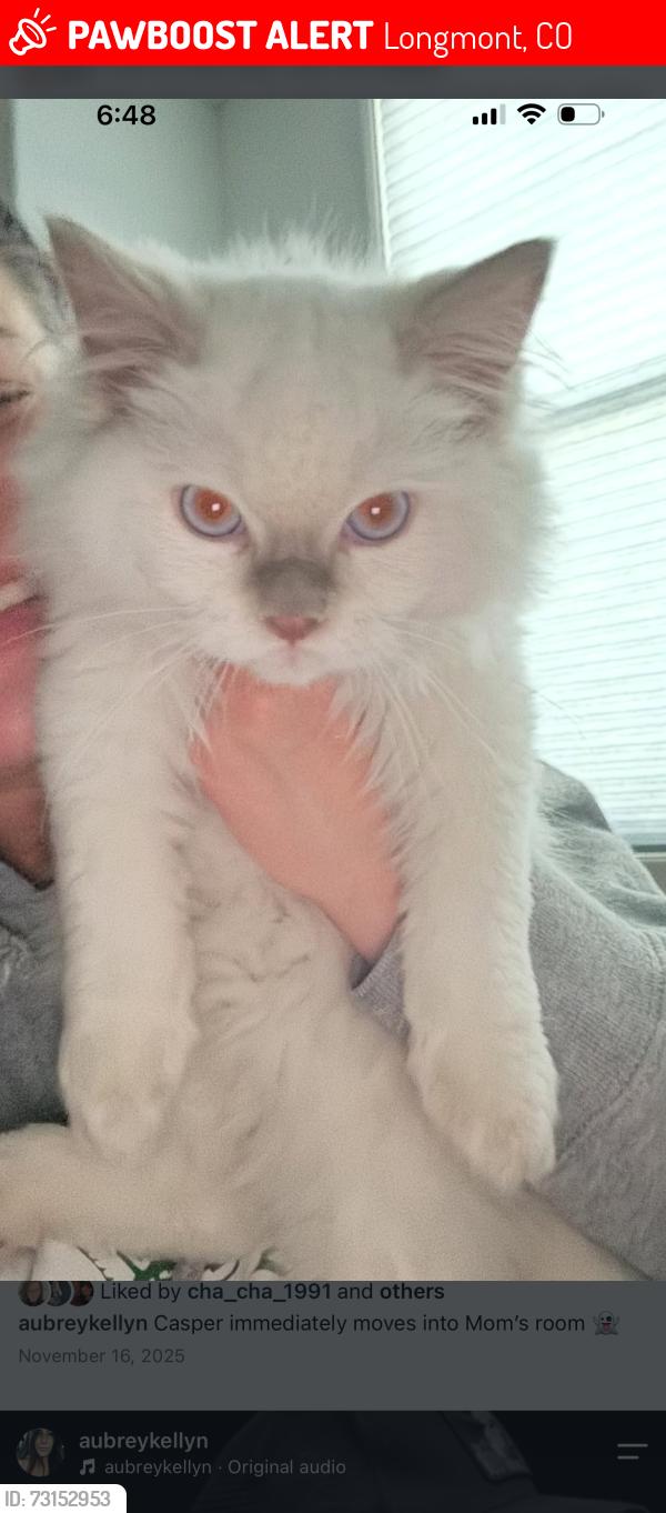 Lost Male Cat last seen The old sugar mill on 119, Longmont, CO 80501
