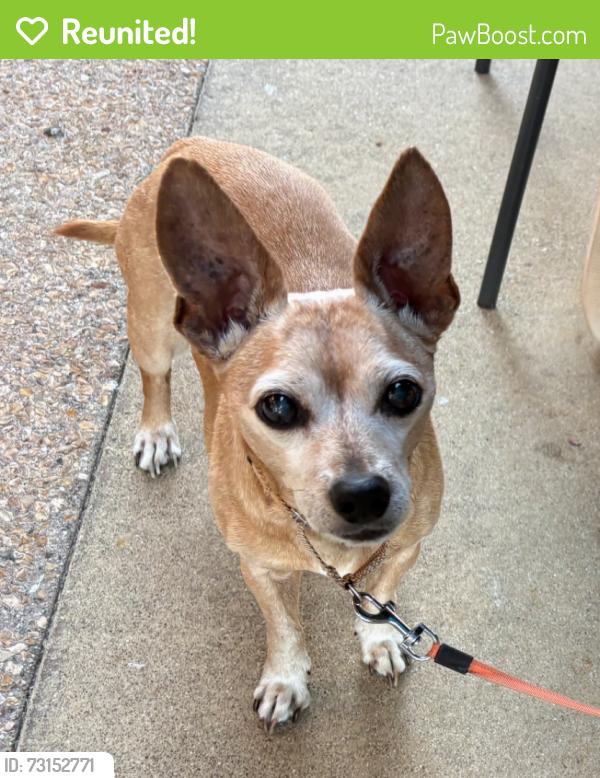 Reunited Male Dog last seen Old Fashion Way and Seacrest, garden grove, Garden Grove, CA 92840