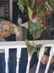 Found/Stray Female Cat last seen Half block away from Irving park, Tacoma, WA 98405