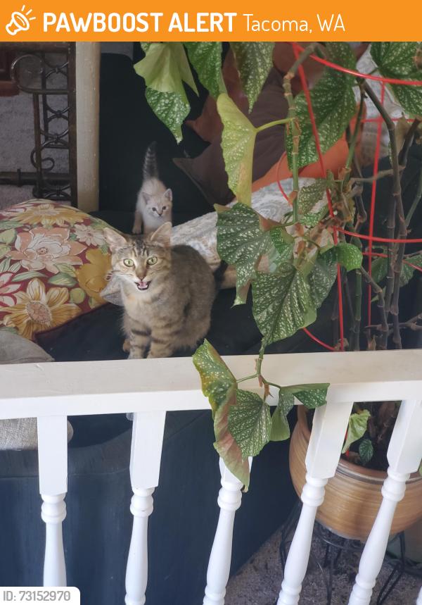 Found/Stray Female Cat last seen Half block away from Irving park, Tacoma, WA 98405