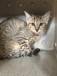 Shelter Stray Female Cat last seen BANNANA X VALLEY, 333 Chandler Pl, San Bernardino, CA 92408, USA