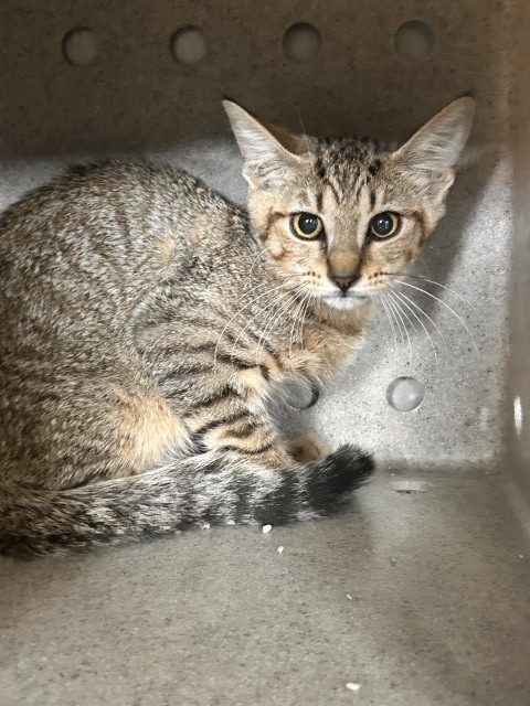 Shelter Stray Female Cat last seen BANNANA X VALLEY, 333 Chandler Pl, San Bernardino, CA 92408, USA