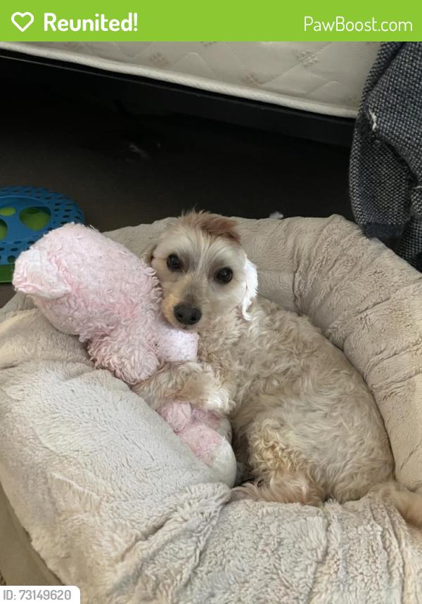 Reunited Female Dog last seen Near Gannon Terrace, Fremont, CA 94555, USA, Fremont, CA 94555