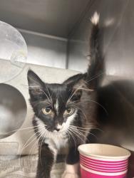 Shelter Stray Male Cat last seen BANNANA X VALLEY, 333 Chandler Pl, San Bernardino, CA 92408, USA