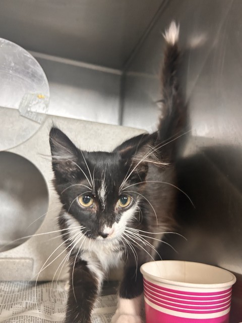 Shelter Stray Male Cat last seen BANNANA X VALLEY, 333 Chandler Pl, San Bernardino, CA 92408, USA