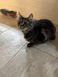Found/Stray Female Cat last seen Green ravine store field ln, Lincoln, CA 95648