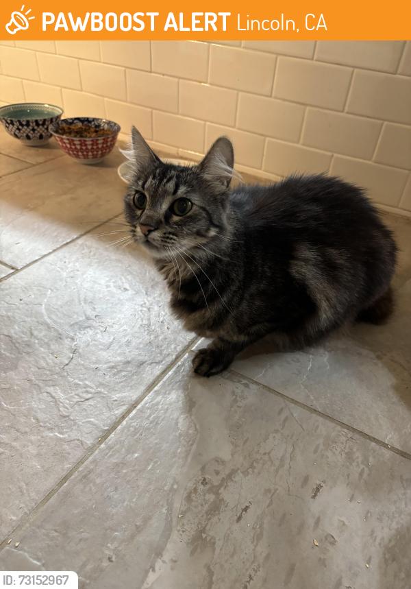 Found/Stray Female Cat last seen Green ravine store field ln, Lincoln, CA 95648
