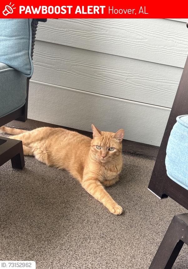 Lost Male Cat last seen Everlee Community, Hoover, AL 35216