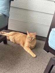 Lost Male Cat last seen Everlee Community, Hoover, AL 35216