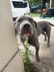 Found/Stray Male Dog last seen Big country, San Antonio, TX 78245