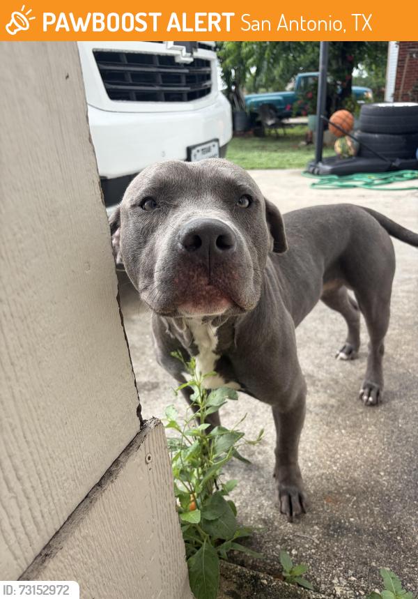 Found/Stray Male Dog last seen Big country, San Antonio, TX 78245