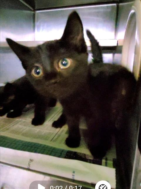 Shelter Stray Female Cat last seen , 1850 W 60th St, Los Angeles, CA 90047, USA