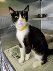 Shelter Stray Female Cat last seen , 1850 W 60th St, Los Angeles, CA 90047, USA