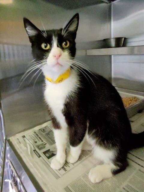 Shelter Stray Female Cat last seen , 1850 W 60th St, Los Angeles, CA 90047, USA
