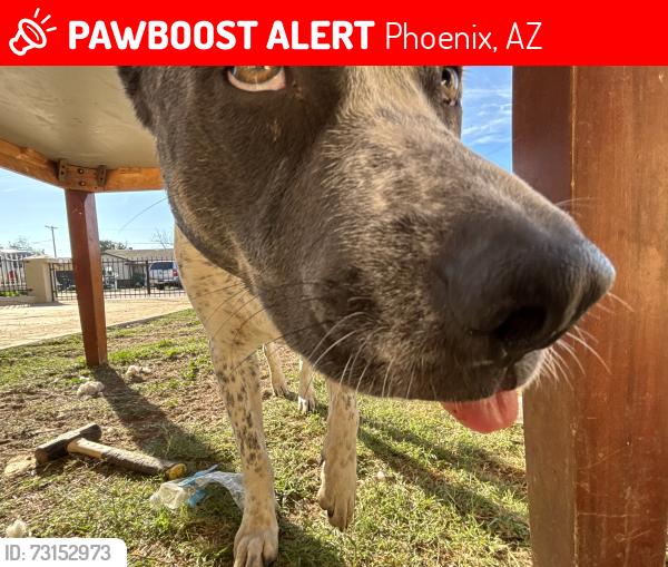 Lost Male Dog last seen Dobbins n 10th street, Phoenix, AZ 85040