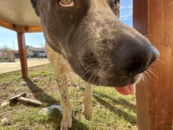 Lost Male Dog last seen Dobbins n 10th street, Phoenix, AZ 85040