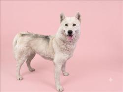 Shelter Stray Female Dog last seen , 1850 W 60th St, Los Angeles, CA 90047, USA