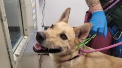 Shelter Stray Male Dog last seen , 4000 N Silverbell Rd, Tucson, AZ 85745, USA