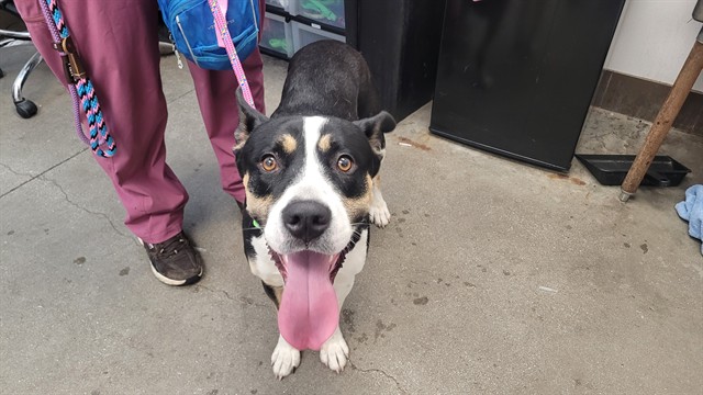 Shelter Stray Male Dog last seen , 4000 N Silverbell Rd, Tucson, AZ 85745, USA