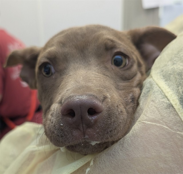 Shelter Stray Female Dog last seen , 4000 N Silverbell Rd, Tucson, AZ 85745, USA