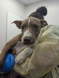 Shelter Stray Female Dog last seen , 4000 N Silverbell Rd, Tucson, AZ 85745, USA