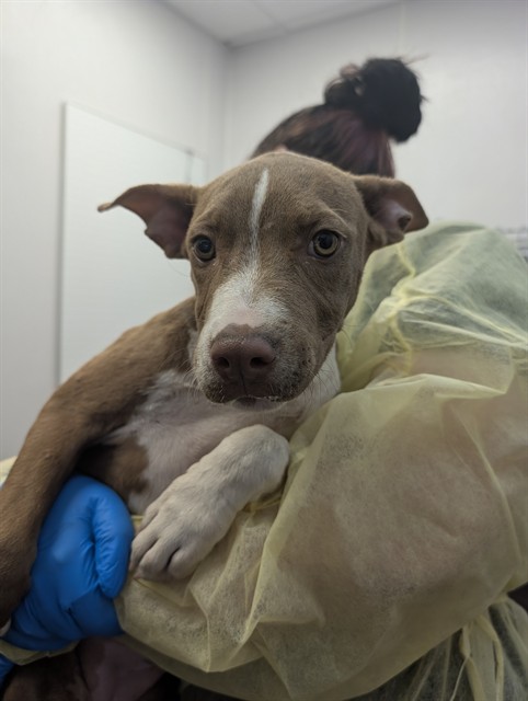 Shelter Stray Female Dog last seen , 4000 N Silverbell Rd, Tucson, AZ 85745, USA