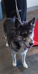 Shelter Stray Male Dog last seen , 1850 W 60th St, Los Angeles, CA 90047, USA