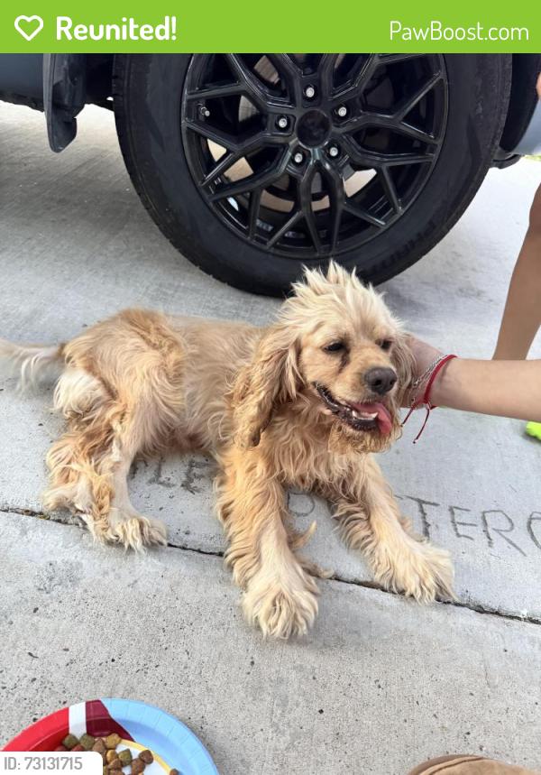 Reunited Female Dog last seen Adams st and 2nd st, Mission, TX 75872