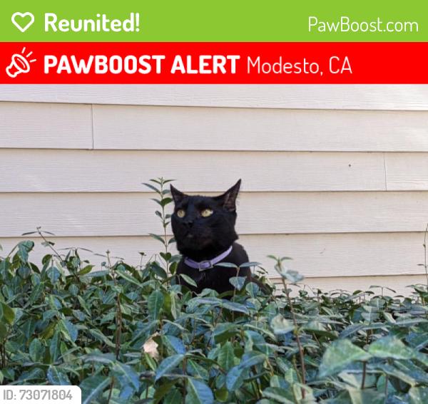 Reunited Male Cat last seen Dale and Pelandale Modesto, Ca, Modesto, CA 95356