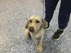 Shelter Stray Male Dog last seen Near BLOCK CLINTON ST, INDIO, CA, 72050 Pet Land Pl, Thousand Palms, CA 92276, USA