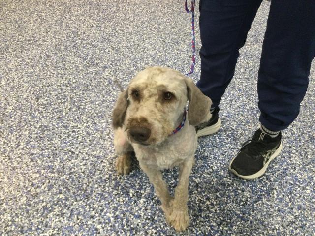 Shelter Stray Male Dog last seen Near BLOCK CLINTON ST, INDIO, CA, 72050 Pet Land Pl, Thousand Palms, CA 92276, USA