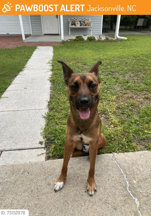Found/Stray Female Dog last seen Ridge rd in the Southwest area behind the cemetery, Jacksonville, NC 28540