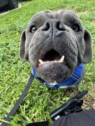 Shelter Stray Female Dog last seen Near W BROWARD BLVD, FORT LAUDERDALE FL 33312, 2400 SW 42nd St, Fort Lauderdale, FL 33312, USA