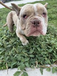 Shelter Stray Female Dog last seen Near BLOCK SW 20 ST, MIRAMAR FL 33023, 2400 SW 42nd St, Fort Lauderdale, FL 33312, USA