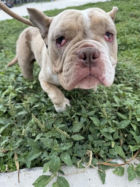 Shelter Stray Female Dog last seen Near BLOCK SW 20 ST, MIRAMAR FL 33023, 2400 SW 42nd St, Fort Lauderdale, FL 33312, USA