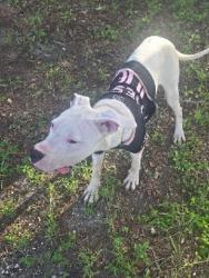 Shelter Stray Male Dog last seen Near BLOCK SW 51 CT, DANIA FL 33312, 2400 SW 42nd St, Fort Lauderdale, FL 33312, USA