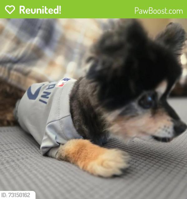 Reunited Male Dog last seen Tokay avenue, Fontana, CA 92335