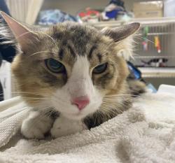 Shelter Stray Male Cat last seen , 3839 W Burnham St, West Milwaukee, WI 53215, USA